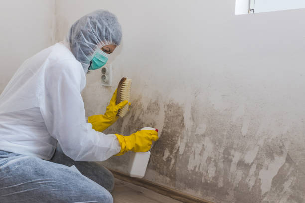 Best Mold Removal Company Near Me  in Ham Lake, MN