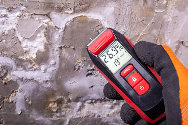 Professional Mold Removal in Ham Lake, MN