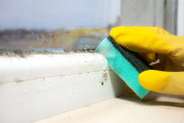 Best Crawl Space Mold Removal  in Ham Lake, MN