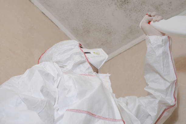 Best Commercial Mold Removal  in Ham Lake, MN