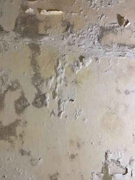 Best Mold Removal Near Me  in Ham Lake, MN