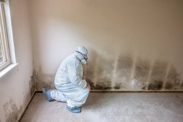 Best Residential Mold Removal  in Ham Lake, MN