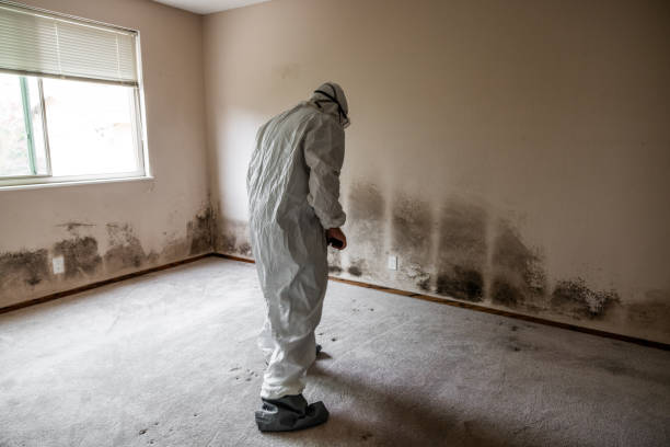 Best Professional Mold Removal  in Ham Lake, MN