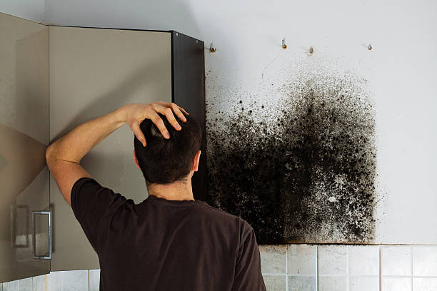 Best Emergency Mold Removal  in Ham Lake, MN