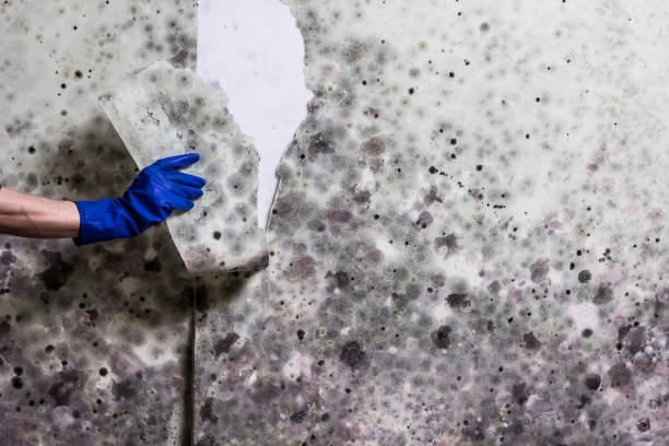 Best Mold Remediation  in Ham Lake, MN