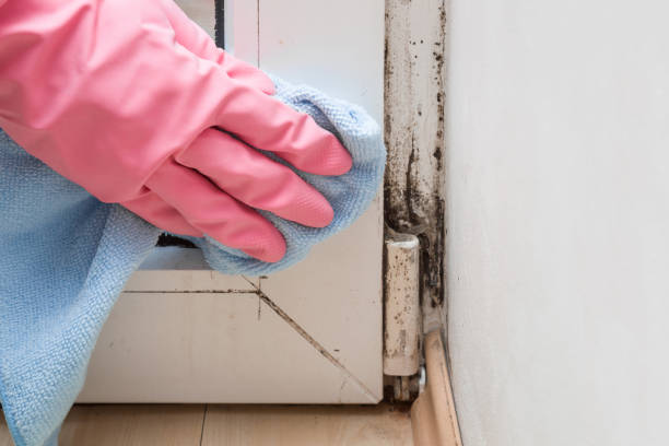 Best Toxic Mold Removal  in Ham Lake, MN