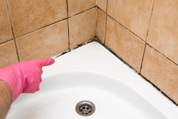 Best Certified Mold Removal  in Ham Lake, MN